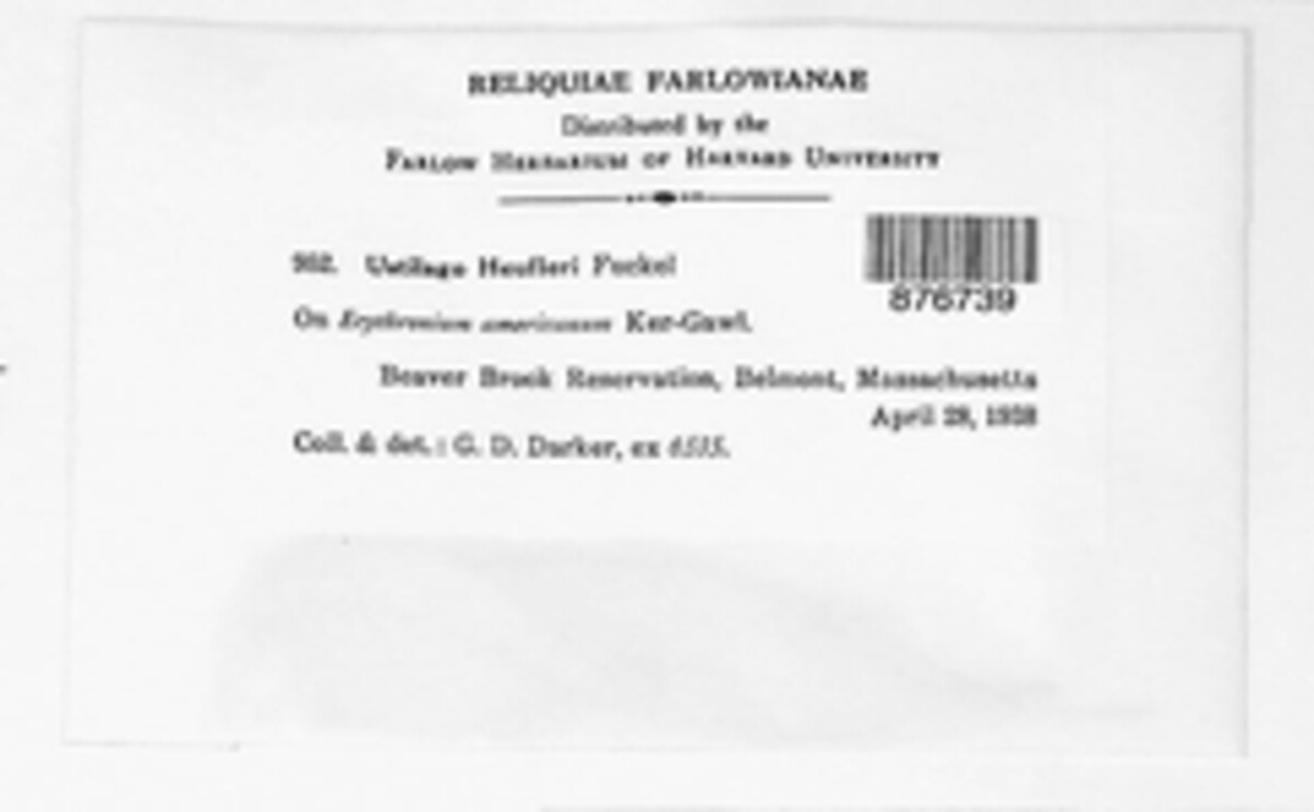 Vankya heufleri image